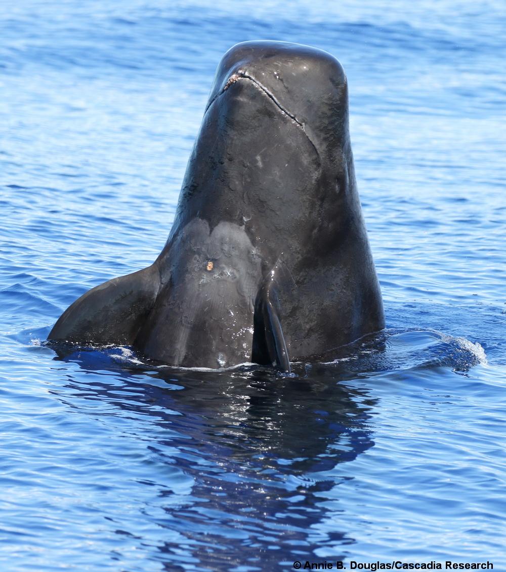Study finds ‘staggering’ amount of plastic in Hawaii’s pilot whales